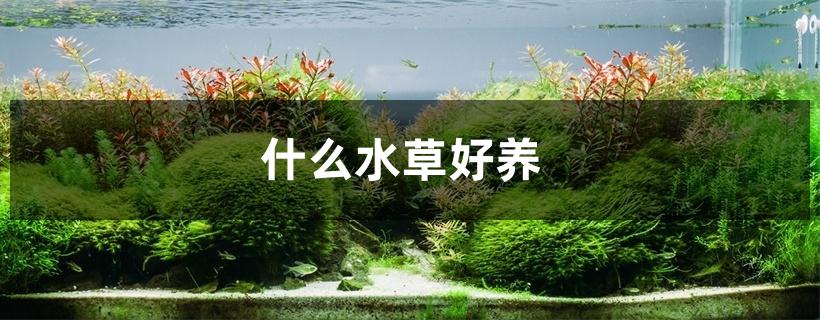 什么水草好养