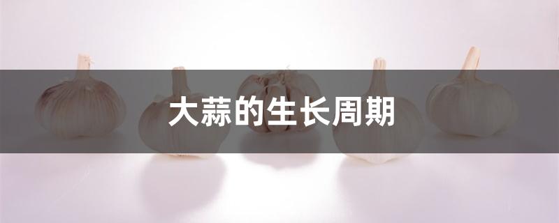 大蒜的生长周期 大蒜的生长周期