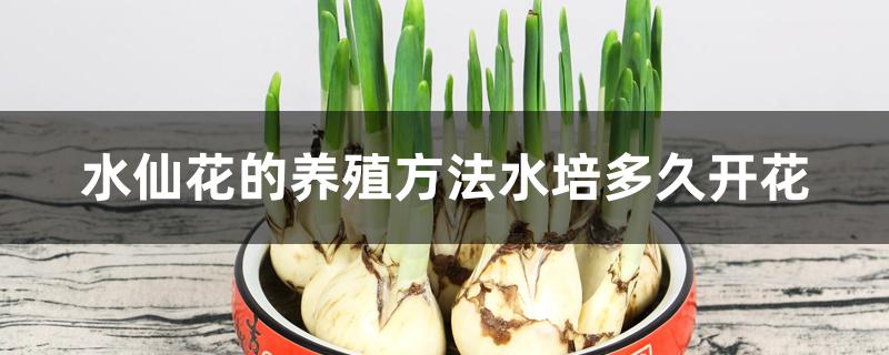 水仙花的养殖方法水培多久开花 水仙花的养殖方法水培多久开花