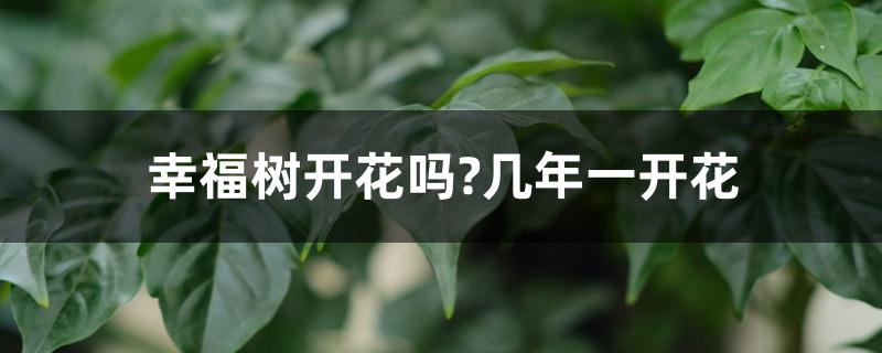 幸福树开花吗?几年一开花 幸福树开花吗?几年一开花