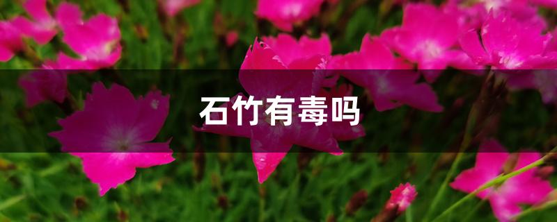 石竹有毒吗 石竹有毒吗