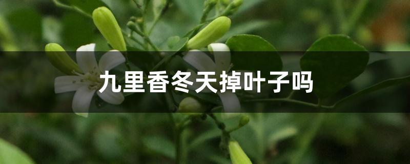 九里香冬天掉叶子吗
