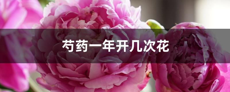 芍药一年开几次花 芍药一年开几次花
