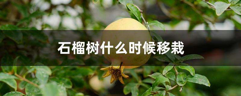 石榴树什么时候移栽 石榴树什么时候移栽