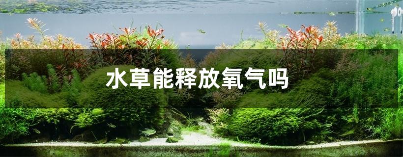 水草能释放氧气吗 水草能释放氧气吗