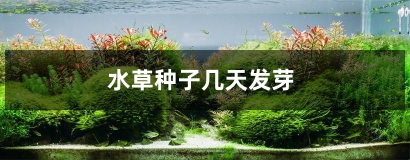 水草种子几天发芽 水草种子几天发芽