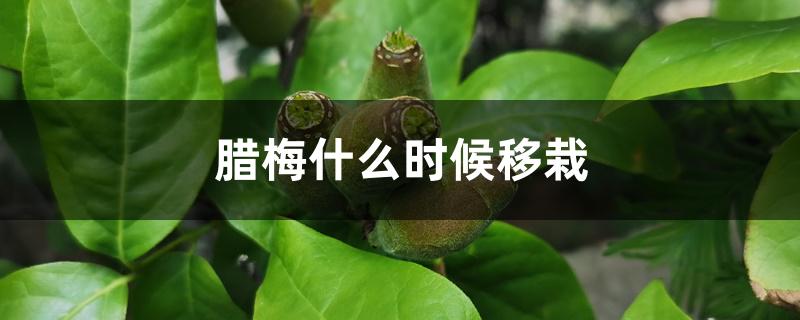 腊梅什么时候移栽 腊梅什么时候移栽