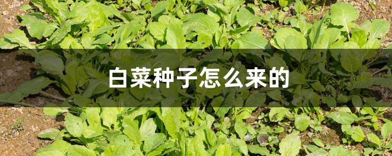 白菜种子怎么来的 白菜种子怎么来的