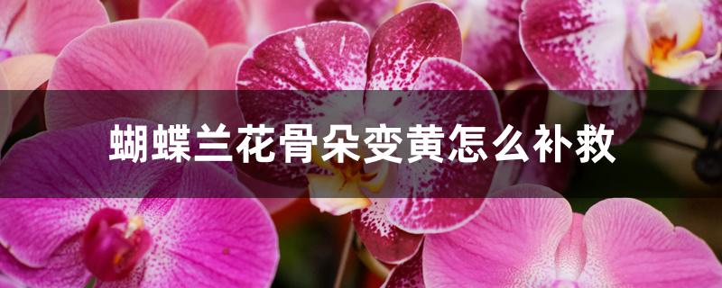蝴蝶兰花骨朵变黄怎么补救 蝴蝶兰花骨朵变黄怎么补救