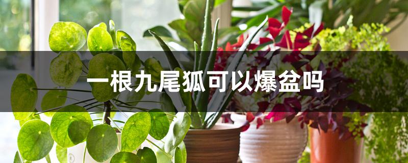 一根九尾狐可以爆盆吗 一根九尾狐可以爆盆吗