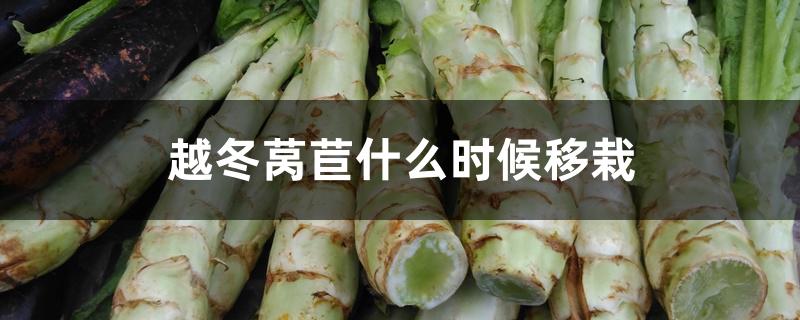 越冬莴苣什么时候移栽 越冬莴苣什么时候移栽
