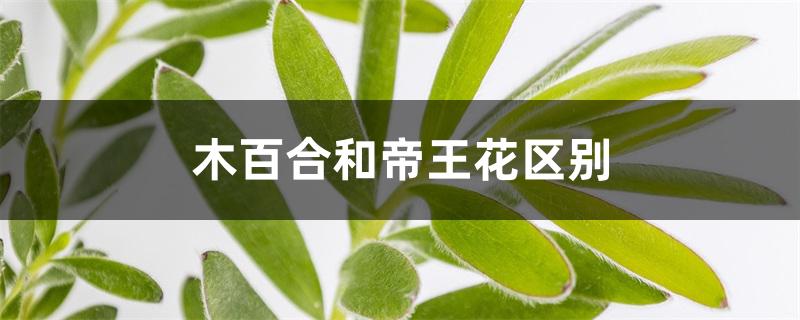 木百合和帝王花区别 木百合和帝王花区别