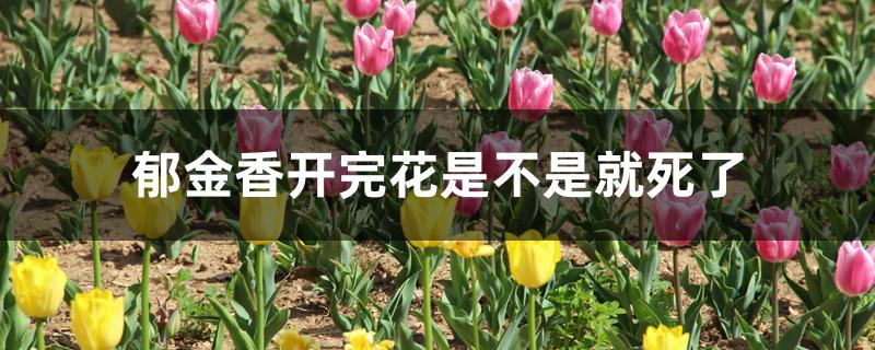 郁金香开完花是不是就死了 郁金香开完花是不是就死了