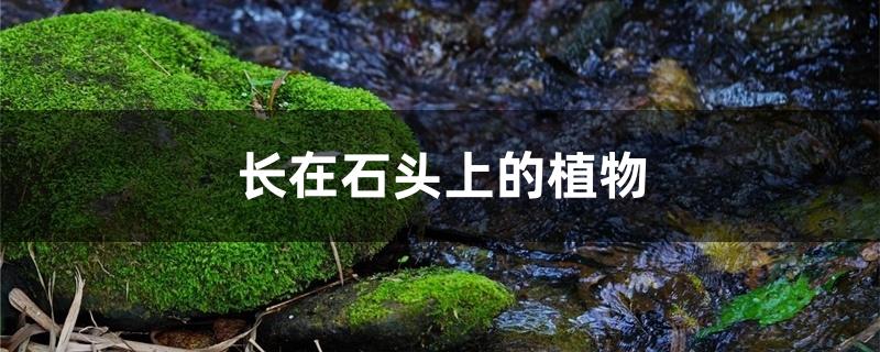长在石头上的植物 长在石头上的植物