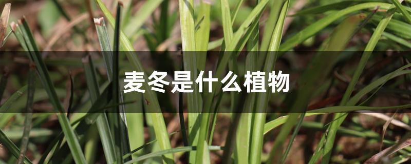 麦冬是什么植物 麦冬是什么植物