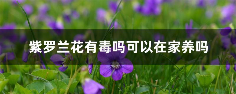 紫罗兰花有毒吗可以在家养吗 紫罗兰花有毒吗可以在家养吗