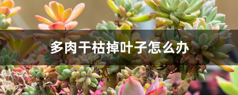 多肉干枯掉叶子怎么办 多肉干枯掉叶子怎么办