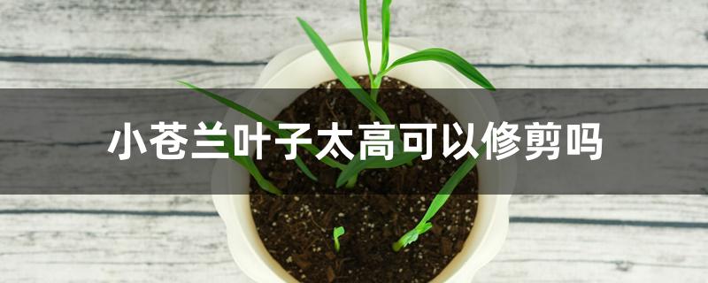小苍兰叶子太高可以修剪吗 小苍兰叶子太高可以修剪吗