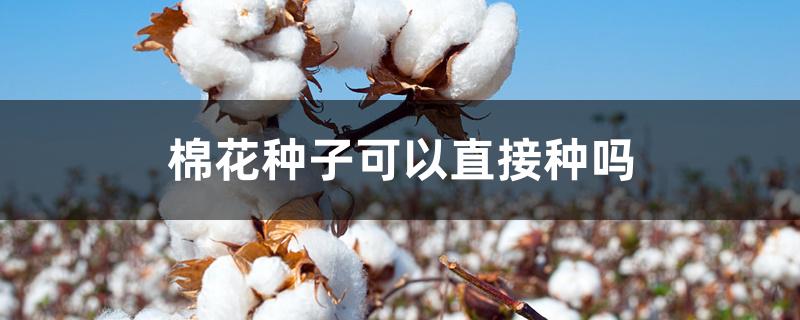 棉花种子可以直接种吗 棉花种子可以直接种吗