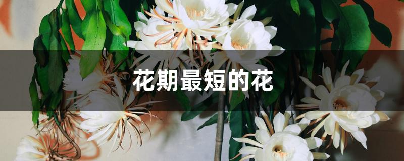 花期最短的花 花期最短的花