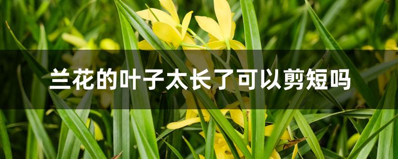 兰花的叶子太长了可以剪短吗 兰花的叶子太长了可以剪短吗