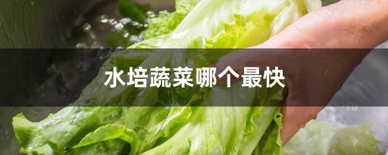 水培蔬菜哪个最快