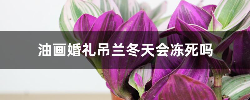 油画婚礼吊兰冬天会冻死吗 油画婚礼吊兰冬天会冻死吗