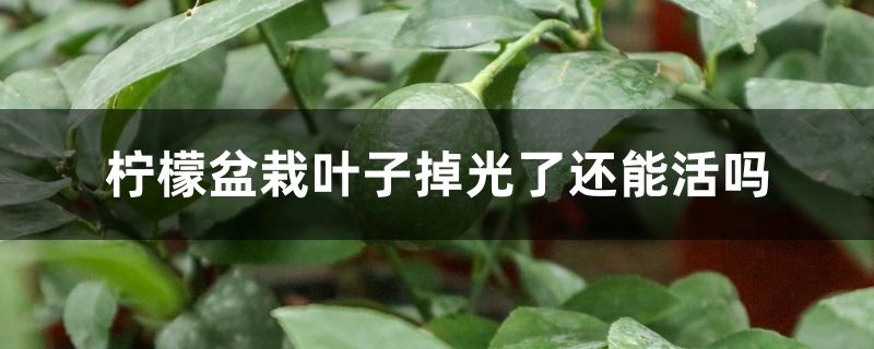 柠檬盆栽叶子掉光了还能活吗 柠檬盆栽叶子掉光了还能活吗