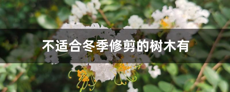 不适合冬季修剪的树木有 不适合冬季修剪的树木有