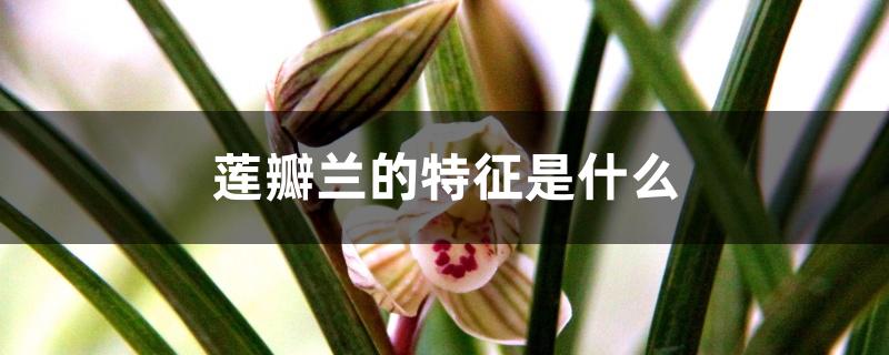 莲瓣兰的特征是什么 莲瓣兰的特征是什么
