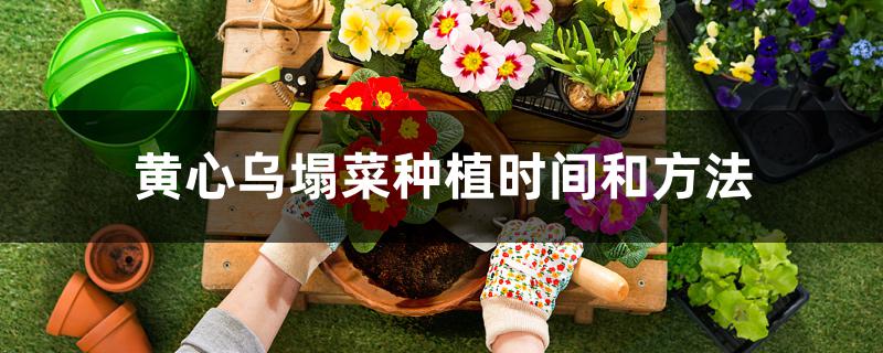 黄心乌塌菜种植时间和方法 黄心乌塌菜种植时间和方法