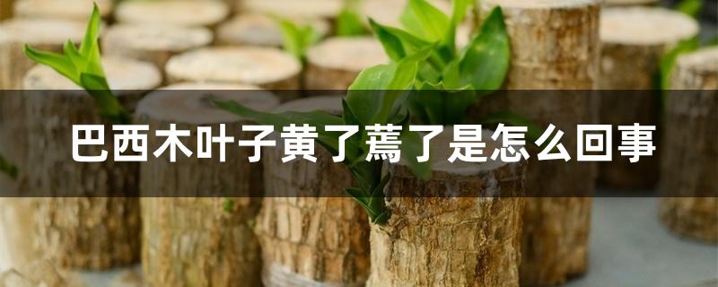 巴西木叶子黄了蔫了是怎么回事 巴西木叶子黄了蔫了是怎么回事