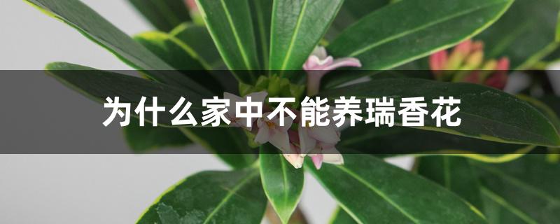 为什么家中不能养瑞香花 为什么家中不能养瑞香花