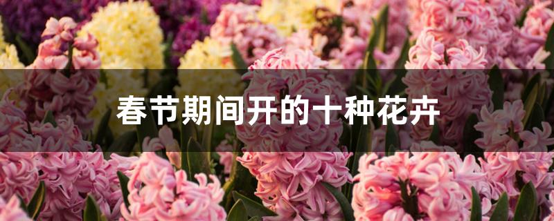 春节期间开的十种花卉 春节期间开的十种花卉