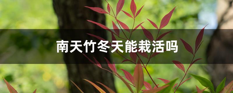 南天竹冬天能栽活吗