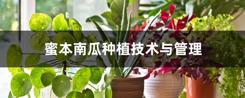 蜜本南瓜种植技术与管理 蜜本南瓜种植技术与管理