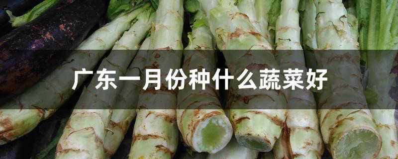 广东一月份种什么蔬菜好 广东一月份种什么蔬菜好