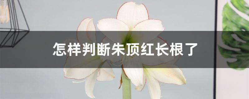 怎样判断朱顶红长根了 怎样判断朱顶红长根了