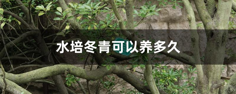 水培冬青可以养多久 水培冬青可以养多久