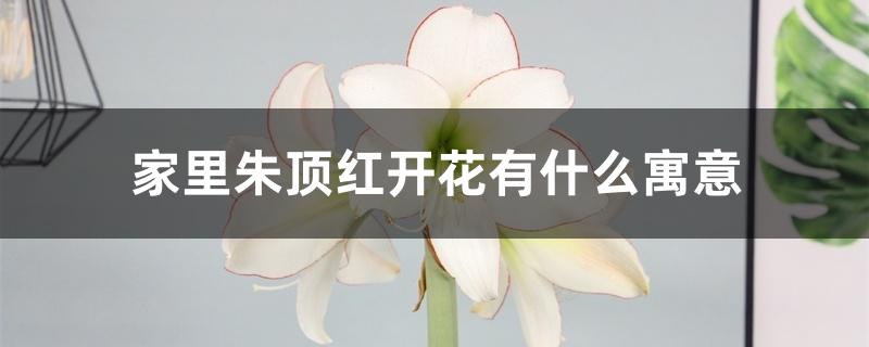 家里朱顶红开花有什么寓意