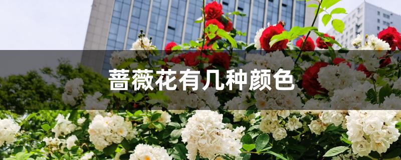 蔷薇花有几种颜色 蔷薇花有几种颜色