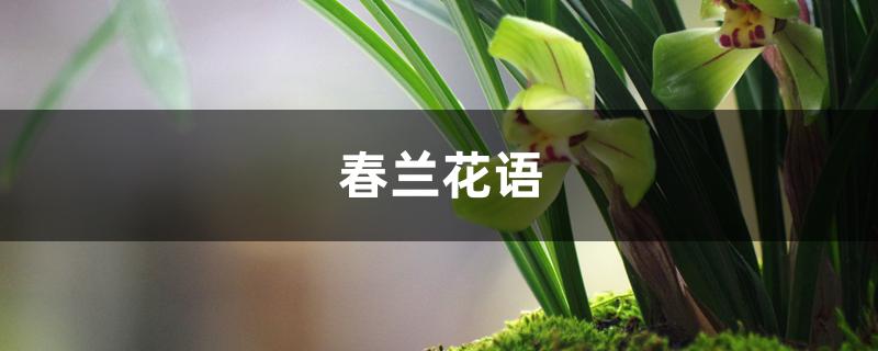 春兰花语 春兰花语
