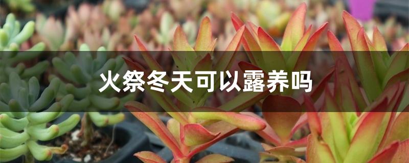 火祭冬天可以露养吗 火祭冬天可以露养吗