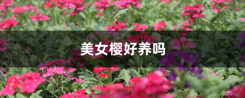 美女樱好养吗 美女樱好养吗