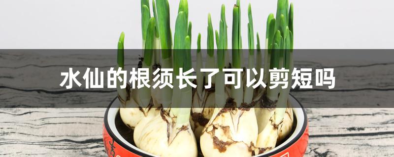 水仙的根须长了可以剪短吗 水仙的根须长了可以剪短吗