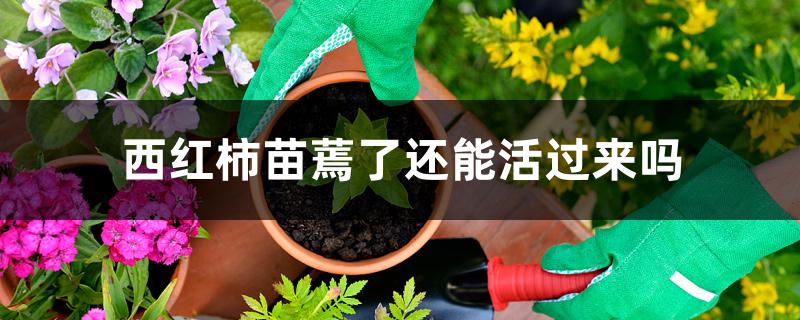 西红柿苗蔫了还能活过来吗 西红柿苗蔫了还能活过来吗
