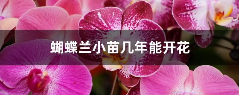 蝴蝶兰小苗几年能开花 蝴蝶兰小苗几年能开花