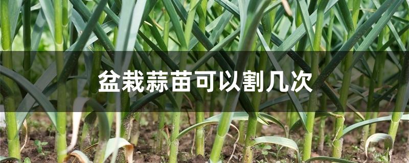 盆栽蒜苗可以割几次 盆栽蒜苗可以割几次