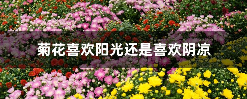 菊花喜欢阳光还是喜欢阴凉 菊花喜欢阳光还是喜欢阴凉
