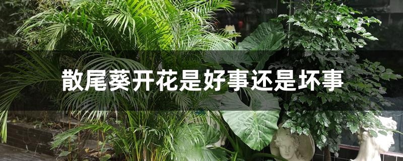 散尾葵开花是好事还是坏事 散尾葵开花是好事还是坏事